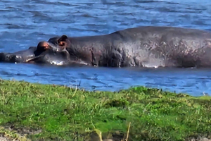 Chobe : Croisière au coucher du soleil