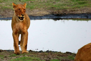 Depuis Kasane : Safari de nuit en camping dans le parc national de Chobe