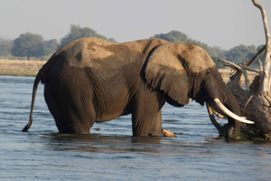 From Livingstone: Chobe National Park Safari & Rhino Walk