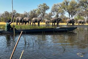 De Maun : excursion en mokoro dans le delta de l’Okavango avec promenade dans la nature