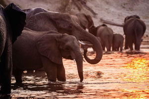 Depuis les chutes Victoria : croisière au coucher du soleil de 3 heures sur la rivière Chobe
