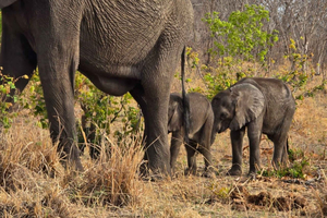 Kasane : 2 jours de safari dans le parc national de Chobe et croisière fluviale