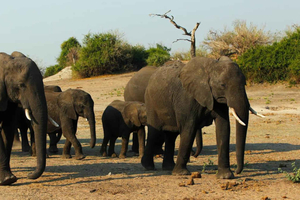 Kasane: Chobe National Park Full-Day Game Drive Safari