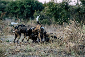 Kasane: Excursão de safári no Parque Nacional de Chobe