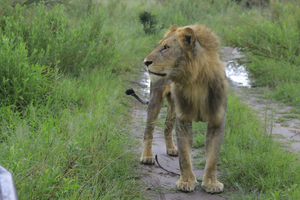 Khwai & Moremi: Safari tour with game drives & boat cruise
