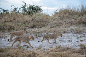 Livingstone: Chobe National Park Day Trip with Lunch