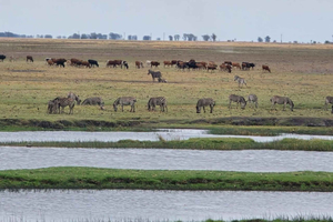 Livingstone: Chobe-safari, Impalila Island och tur i fyra länder