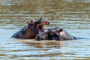 Maun: 8-Day Okavango Delta Safari with Camping