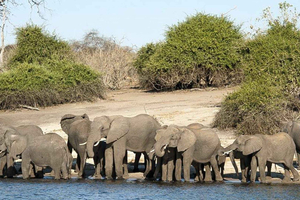 Savuti: 3 Day Mobile Safari with River Cruise in Chobe River