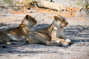 Victoria Falls: 4-Day Tour with Chobe