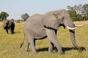 Thrilling Water Adventures in Botswana: Seasonal Highlights