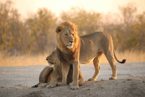 Excursion d'une journée à Chobe - Parc national de Chobe - Avec déjeuner (buffet)