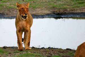 The Ultimate Guide to Safaris in Botswana: Explore the Best of the Current Season