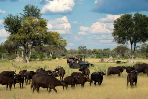 Chobe nationalpark: dagssafari i liten grupp från Vic Falls