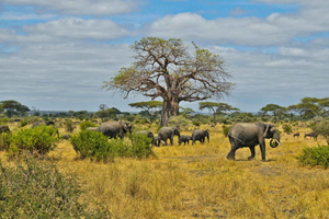Full Day Moremi Safari Experience from Maun