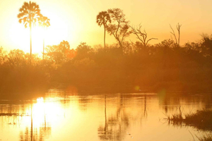 Botswana's Seasonal Wildlife Spectacle: A Must-See