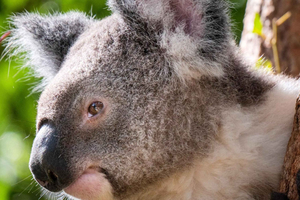 6 Hours Brisbane Private Tour - Beliebte Sehenswürdigkeiten an einem Tag