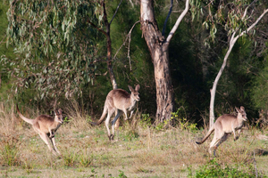 Brisbane: Kangaroos, Birds and Mangroves Coastal Tour