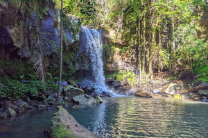 Fra Brisbane: Tamborine Mountain og Paradise Point-tur