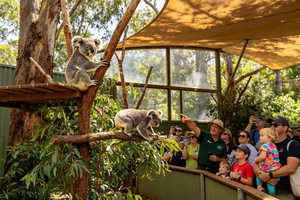 Guidet tur til Lone Pine Koalas og australsk dyreliv