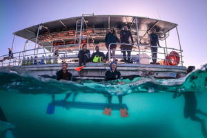 Moreton Island: Tangalooma Snorklaus ja delfiinien katselu: Tangalooma Snorklaus ja delfiinien katselu