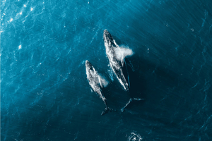 Whale Watching und Hubschraubertour mit Meereslebewesen