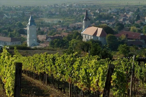 Wine taste in Tokaj Private Day Tour from Budapest