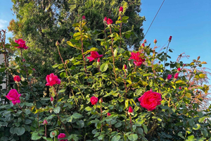 Sofia – Kazanluk Rose Valley & Oil Distillery Tour