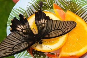 Varna: Butterfly House & Free Time