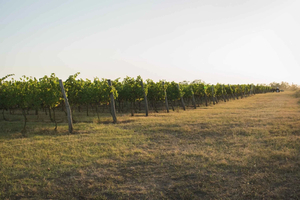 Varna: passeggiata tra i vigneti e degustazione di vini
