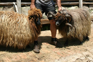 Snowboarding Thrills in Bulgaria's Best Slopes