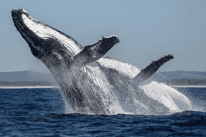 Ballina: 2-Hour Whale Watching Cruise with Marine Biologist