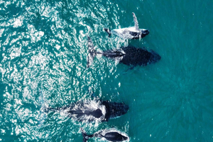 Ballina Byron: Aerial Whale Watching Flight