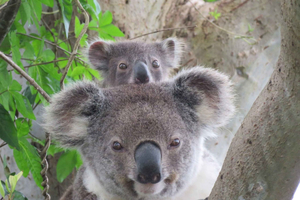 Byron Bay Wild Koala Tour