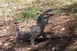 Gold Coast: Private Rainforest Tour with Zoologist