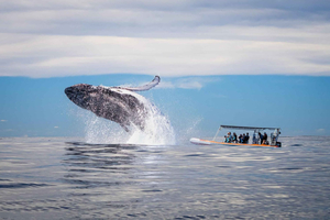 Goldküste: Whale Watching