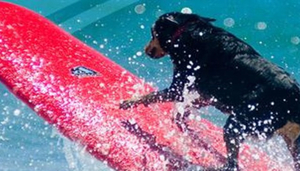 Black Dog Surfing
