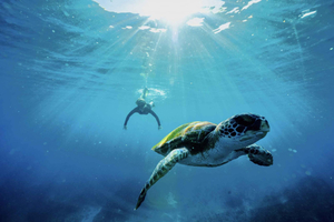 Snorkeling Tour at Julian Rocks, Nguthungulli