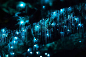Byron Bay: Glowworms, Waterfalls & Rainforest Experience