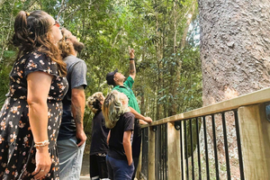 Cairns: Opdag aboriginsk kultur