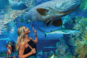 Bilet wstępu ogólnego do Cairns Aquarium