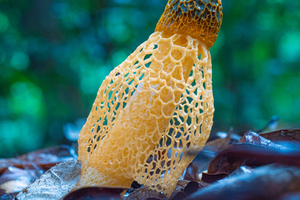 Cairns Botanic Gardens: Mushroom Photography Tour