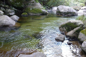 Cairns: Daintree River Cruise and Mossman Gorge