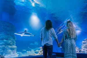 Cairns: Guided Twilight Tour of the Aquarium