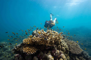 Depuis Cairns : visite d'une journée tout compris à Frankland Island