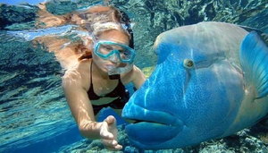 The Great Barrier Reef