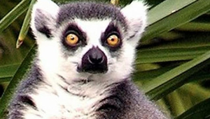 Cairns Tropical Zoo