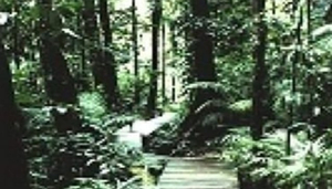 Daintree Discovery Centre