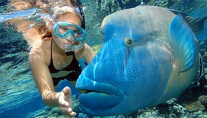 Reef Magic