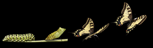 Wellness and Coaching Hub